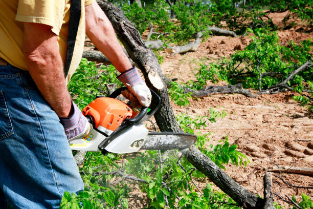  , USA Tree Removal Pros